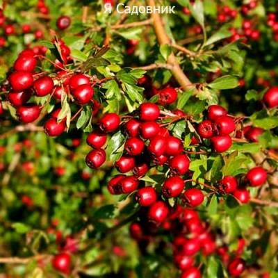 Саженцы Боярышника "обыкновенный": отзывы и описание сорта Саженцы Боярышника "обыкновенный": отзывы и описание сорта