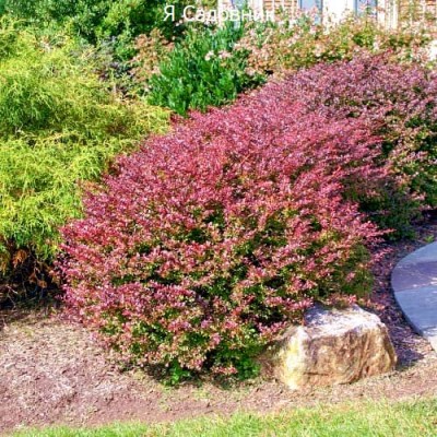 Саженцы Барбариса "Кармен": отзывы и описание сорта Саженцы Барбариса "Кармен": отзывы и описание сорта