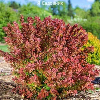 Саженцы Барбариса "Пинк Перфекшн": цена и описание сорта Саженцы Барбариса "Пинк Перфекшн": цена и описание сорта