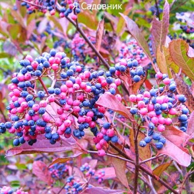 Саженцы Калины "Пинк Бьюти": отзывы и описание сорта Саженцы Калины "Пинк Бьюти": отзывы и описание сорта