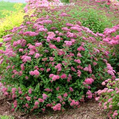 Саженцы Спиреи "Неон Флеш": фото и описание сорта Саженцы Спиреи "Неон Флеш": фото и описание сорта