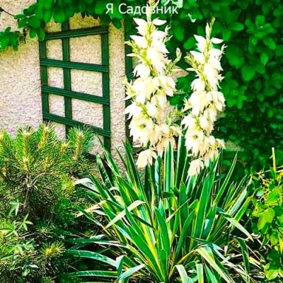 Саженцы Юкки "Брайт Эдж": фото и описание сорта Саженцы Юкки "Брайт Эдж": фото и описание сорта