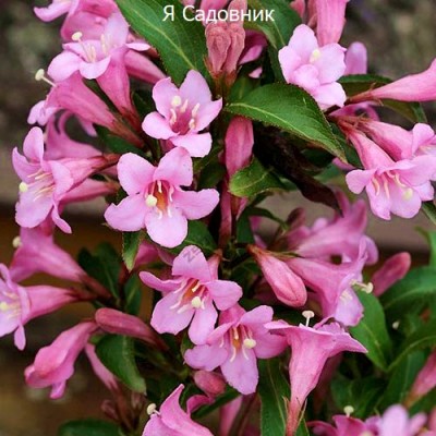 Саженцы Вейгела "Пинк Поппет": отзывы и описание сорта Саженцы Вейгела "Пинк Поппет": отзывы и описание сорта