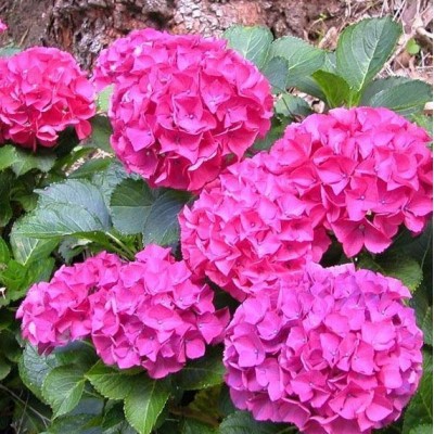 Саженцы Гортензии "Альпенглюхен": фото и описание сорта Саженцы Гортензии "Альпенглюхен": фото и описание сорта