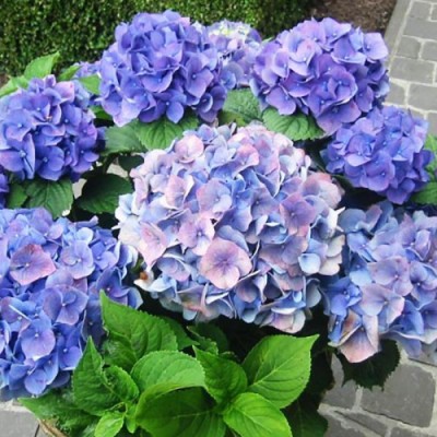 Саженцы Гортензии "Блауэр цверг": цена и описание сорта Саженцы Гортензии "Блауэр цверг": цена и описание сорта