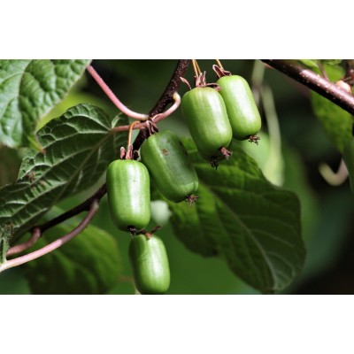 Саженцы Киви (Актинидия) "АДАМ": фото и описание сорта Саженцы Киви (Актинидия) "АДАМ": фото и описание сорта