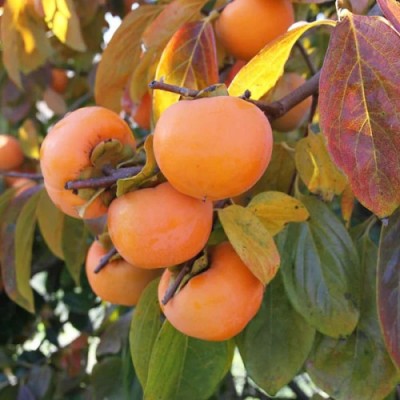 Саженцы хурмы "Шарон": фото и описание сорта Саженцы хурмы "Шарон": фото и описание сорта