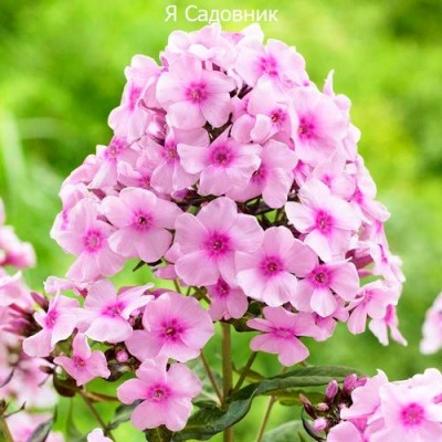 Саженцы Флоксов "Бриджит Айс": цена и описание сорта Саженцы Флоксов "Бриджит Айс": цена и описание сорта