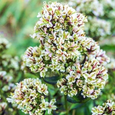 Саженцы Флоксов "Пур Филингс": фото и описание сорта Саженцы Флоксов "Пур Филингс": фото и описание сорта