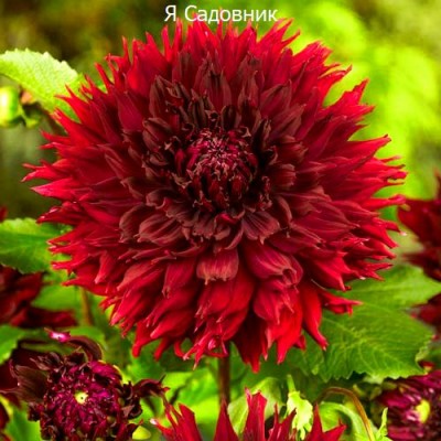 Саженцы Георгинов "Кенора Макоп-Б": цена и описание сорта Саженцы Георгинов "Кенора Макоп-Б": цена и описание сорта