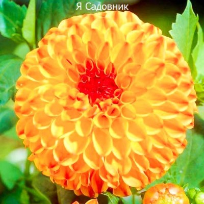 Саженцы Георгинов "Санни Бой": фото и описание сорта Саженцы Георгинов "Санни Бой": фото и описание сорта