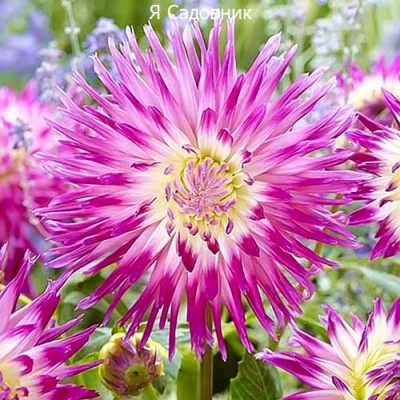 Саженцы Георгинов "Веритейбл": фото и описание сорта Саженцы Георгинов "Веритейбл": фото и описание сорта