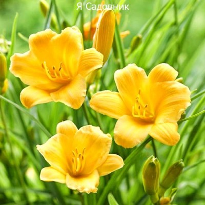 Саженцы Лилейников "Йеллоу": цена и описание сорта Саженцы Лилейников "Йеллоу": цена и описание сорта