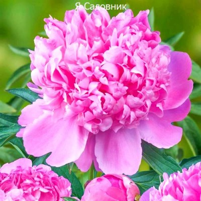 Пионы "Монсеньор Жюль Эли": фото и описание сорта Пионы "Монсеньор Жюль Эли": фото и описание сорта