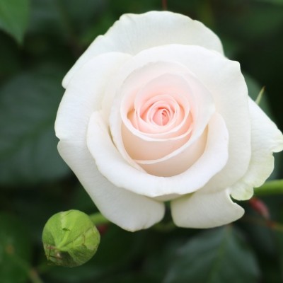 Саженцы Чайно-Гибридных Роз "Акито": цена и описание сорта Саженцы Чайно-Гибридных Роз "Акито": цена и описание сорта