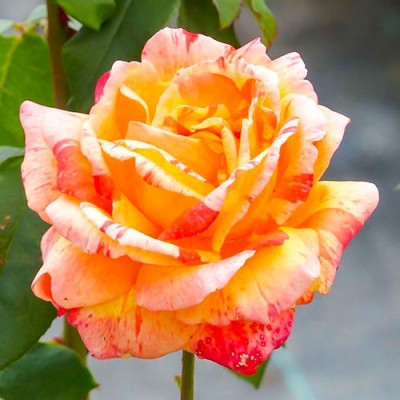 Саженцы Чайно-Гибридных Роз "Андре Виллемс": отзывы и описание сорта Саженцы Чайно-Гибридных Роз "Андре Виллемс": отзывы и описание сорта