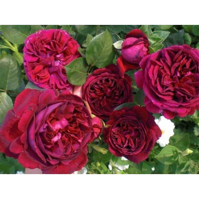 Саженцы Английских Роз "Астрид Графин фон Хандерберг": фото и описание сорта Саженцы Английских Роз "Астрид Графин фон Хандерберг": фото и описание сорта