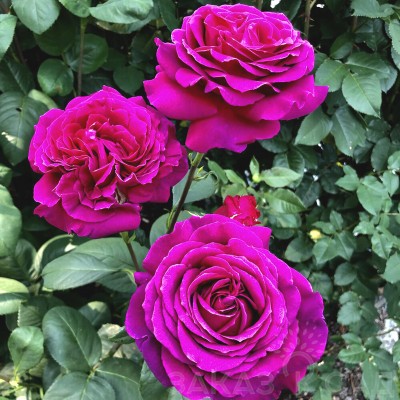 Саженцы Чайно-Гибридных Роз "Биг Парпл": отзывы и описание сорта Саженцы Чайно-Гибридных Роз "Биг Парпл": отзывы и описание сорта