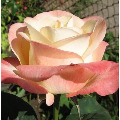 Саженцы Чайно-Гибридных Роз "Бэлла Перла": фото и описание сорта Саженцы Чайно-Гибридных Роз "Бэлла Перла": фото и описание сорта