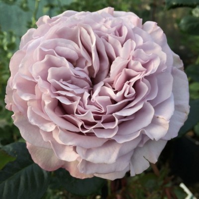 Саженцы Чайно-Гибридных Роз "Блю герл": фото и описание сорта Саженцы Чайно-Гибридных Роз "Блю герл": фото и описание сорта