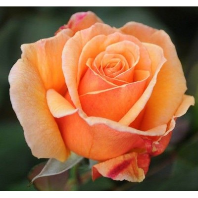 Саженцы Чайно-Гибридных Роз "Вуду": фото и описание сорта Саженцы Чайно-Гибридных Роз "Вуду": фото и описание сорта