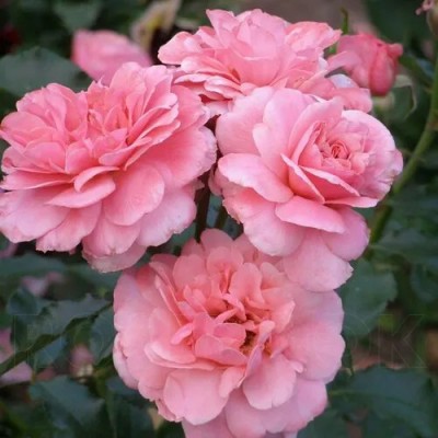 Саженцы Роз Флорибунда "Боттичелли": цена и описание сорта Саженцы Роз Флорибунда "Боттичелли": цена и описание сорта