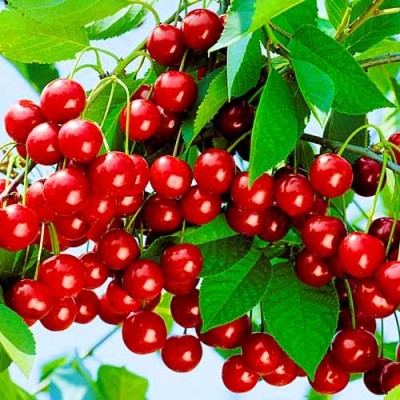 Вишня "Молодежная": цена и описание сорта Вишня "Молодежная": цена и описание сорта