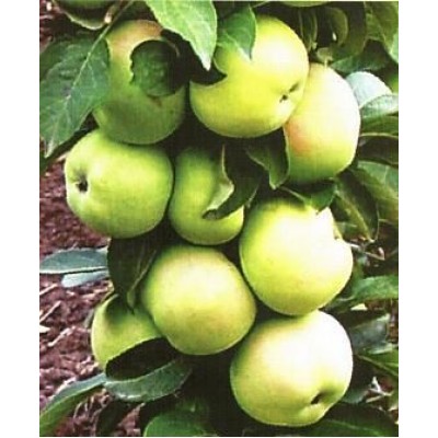 Яблоня колоновидная "Белоснежка": фото и описание сорта Яблоня колоновидная "Белоснежка": фото и описание сорта